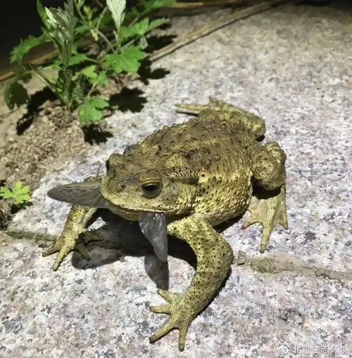 北京生物图鉴中华蟾蜍