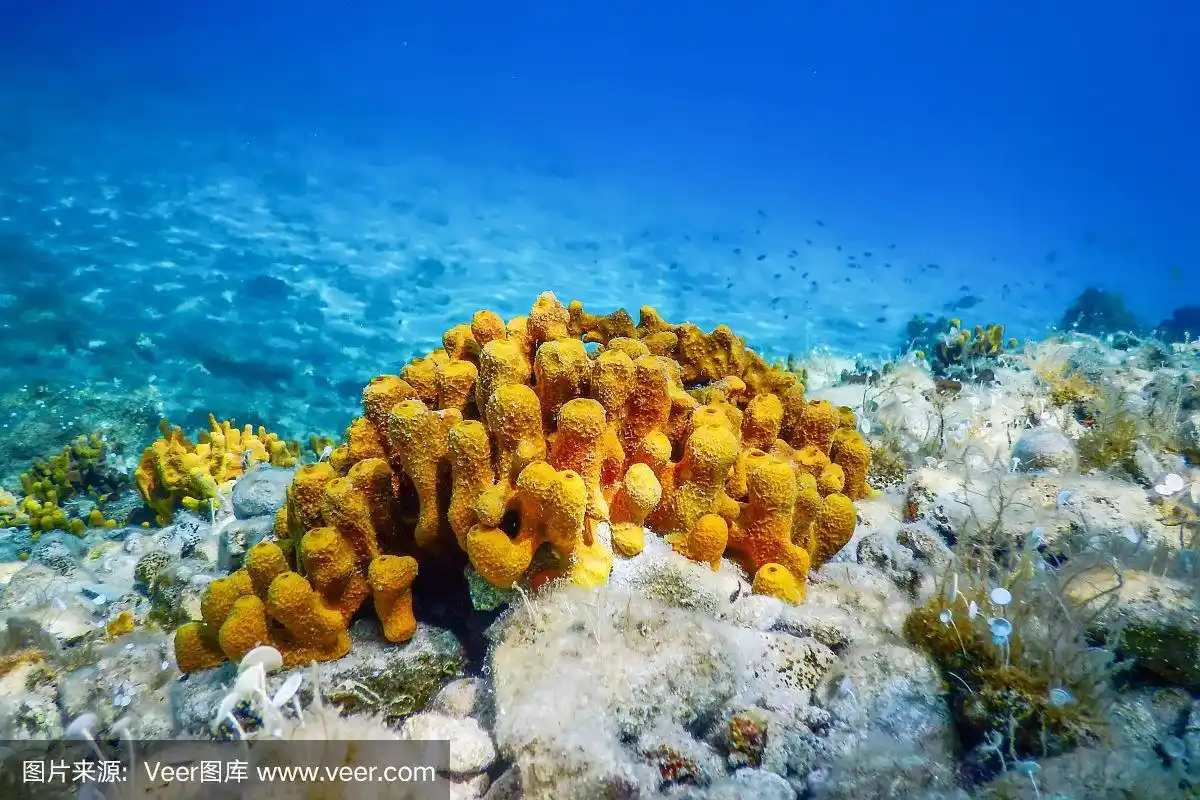在底端,海绵,水下,海洋,黄海
