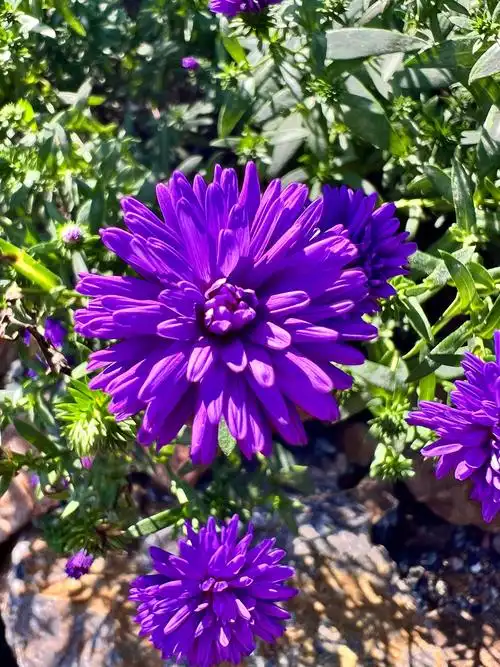 翠菊|花色多花量大花期长,优秀的园艺观赏植物