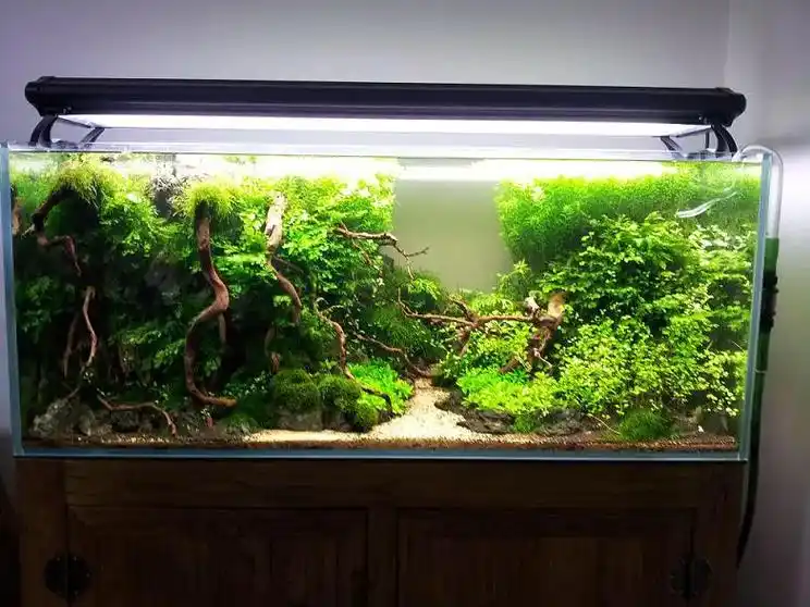 鱼缸里的大自然 #植物造景微景观 #草缸造 - 抖音