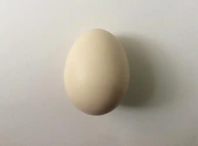 【每日一绘★027】学达芬奇画鸡蛋(教程:结构与透视)