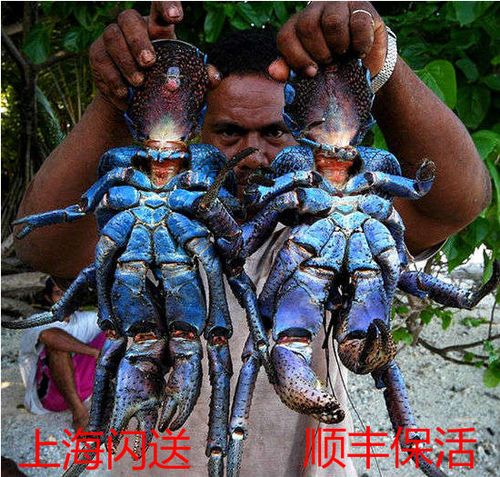 新鲜椰子蟹现货秒发新鲜水产巨蟹皇帝蟹体宠物蟹1斤价1斤起拍