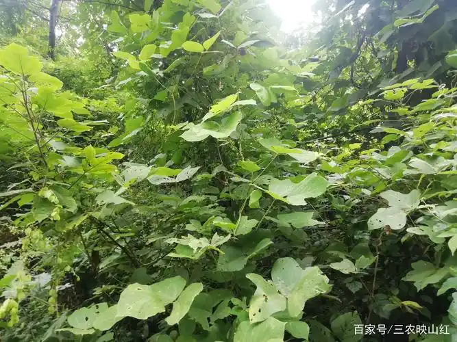 葛根- 热门商品专区