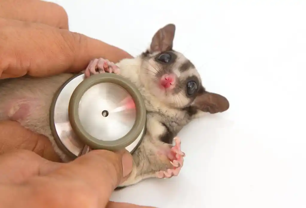 sugarglider 获取体检由兽医用听诊器