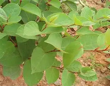 虎杖,别名,活血龙,紫金龙,阴阳莲,主治,祛风利湿,散瘀定痛,止该化痰