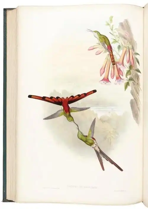 「鸟人」约翰·古尔德:蜂鸟家族的图作欣赏