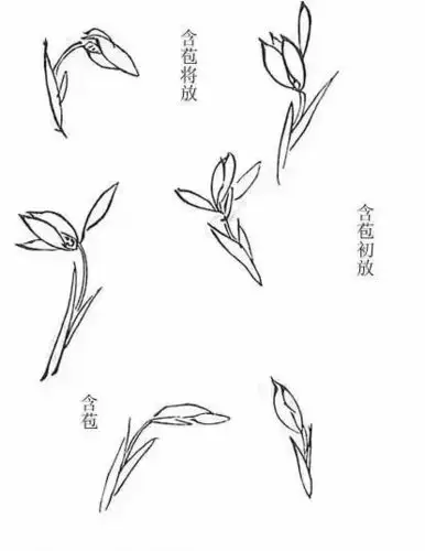 兰花怎么画取法芥子园