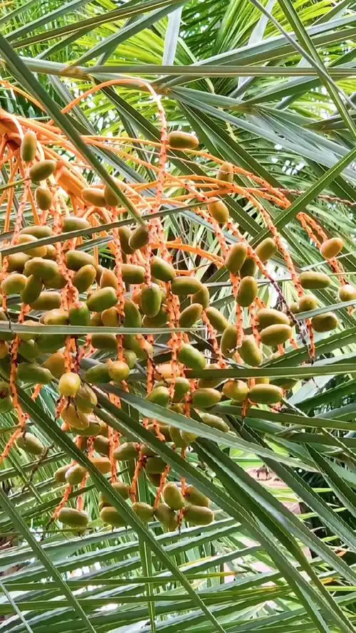 刺葵树果实累累