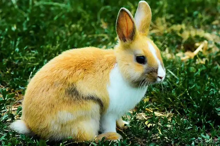 兔子图片_兔子图片素材