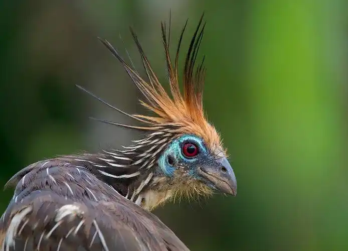 p>麝雉(学名: i>opisthocomus hoazin /i>):体长约65厘米,体重不及1