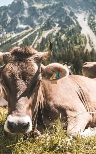 可爱的牛摄影高清图片壁纸2