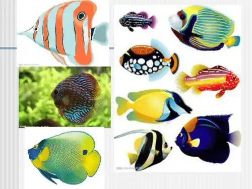 沪教版一年级上册美术第12课美丽的鱼课件14张ppt