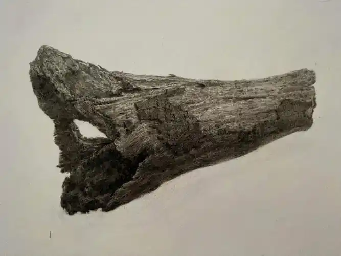 教学楼下捡的#精微素描#木头