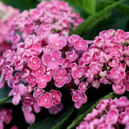 durose爆米花大花绣球花苗八仙仙花盆栽花园时令草本花卉