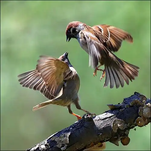 【小树林中的麻雀】 淡然于心 摄
