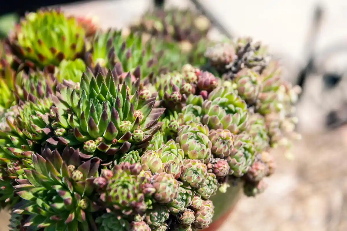 赫拉多肉养殖方法和注意事项  赫拉多肉是一种多肉植物,以下是赫拉