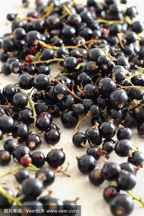 新鲜的黑加仑子