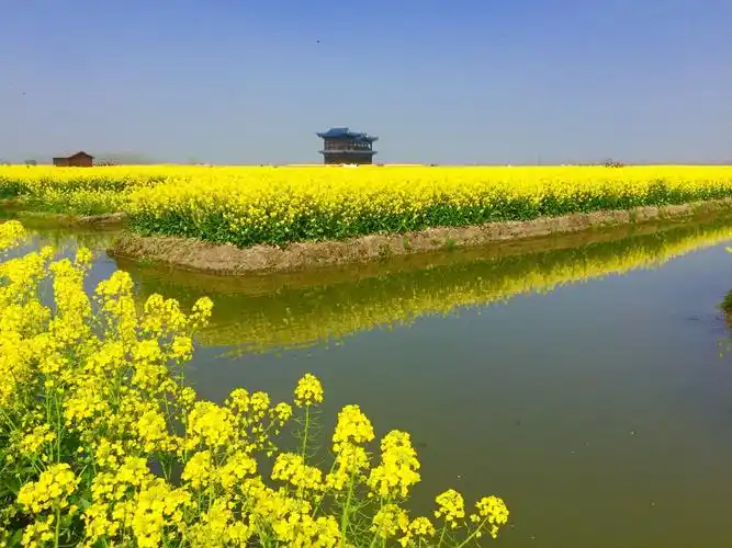 兴化～油菜花