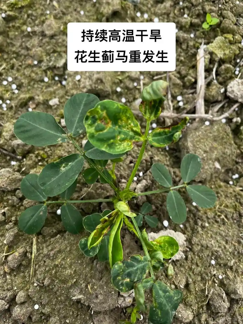 持续高温干旱花生蓟马重发生