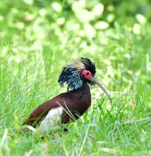 《罕见鸟类大全》