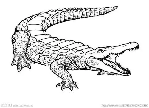 狂暴巨兽鳄鱼简笔画