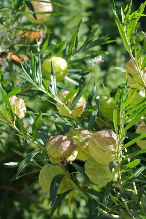 彩虹之国,非洲最璀璨的钻石【南非】(5)