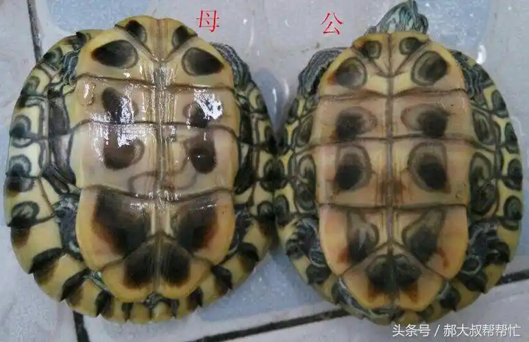 乌龟怎样分公母辨认怎么分辨乌龟公母