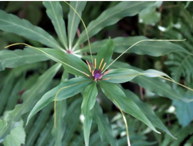 蚤休的图片及其临床应用