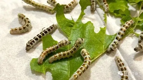 虫趣点滴记录某茶斑的一生