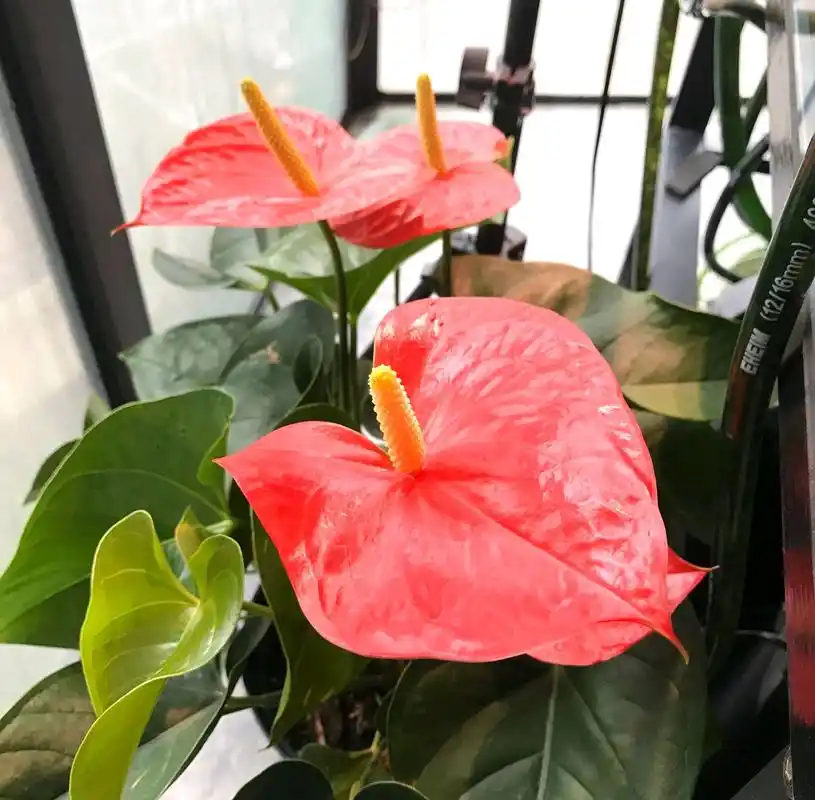 红掌基部冒出来的嫩叶别乱剪,一盆变多盆就靠"它",当年能开花