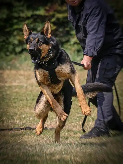 中国昆明犬当之无愧!