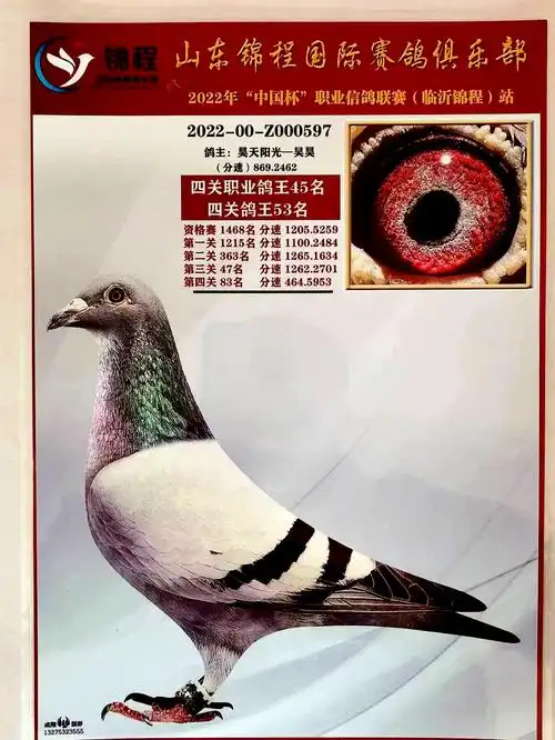 冠军团队鸽舍 - 中信网铭鸽展厅