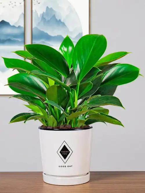 公主大叶金钻盆栽绿植室内新房甲醛绿植