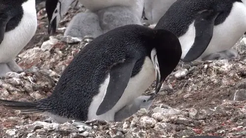 二.帽带企鹅(chinstrap penguin)