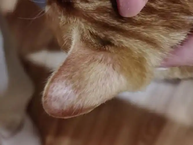 亲们知道猫耳朵这里是什么吗