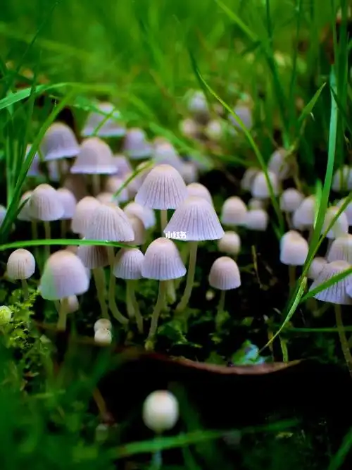 哎呀呀乖巧又俏皮白假鬼伞