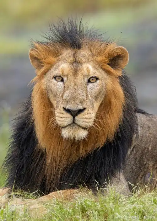 每头狮子肌肉紧绷,锐利的目光中透露出猎手的冷静与凶狠