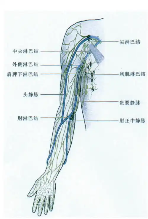 (图) 上肢的淋巴结