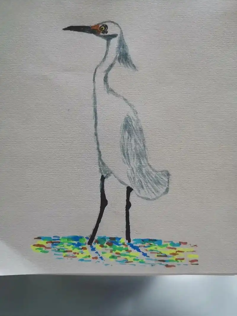 马克笔写意色彩画动物.白鹭#图文伙伴计划  - 抖音