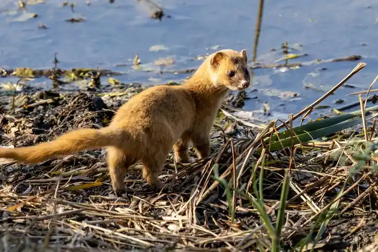 偶遇大仙黄鼠狼黄鼬