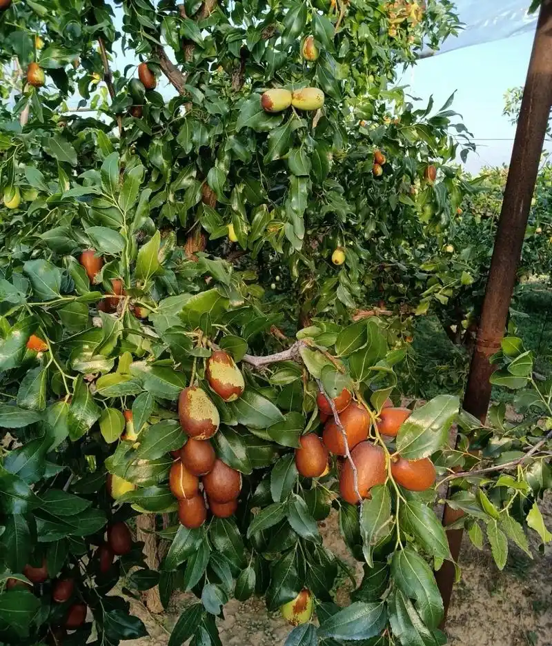 家中种植这5种果树,不仅寓意好,还能吃到美味的果实