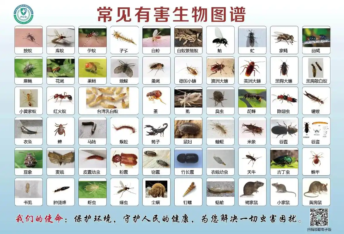 2022虫普原图,家里是什么虫一一对照,原图免费送#消杀公司 - 抖音