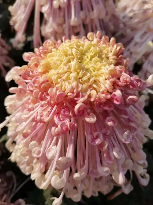 寿客,金英,黄华,秋菊,陶菊,日精,女华,延年,隐逸花,家菊,是菊科菊属的