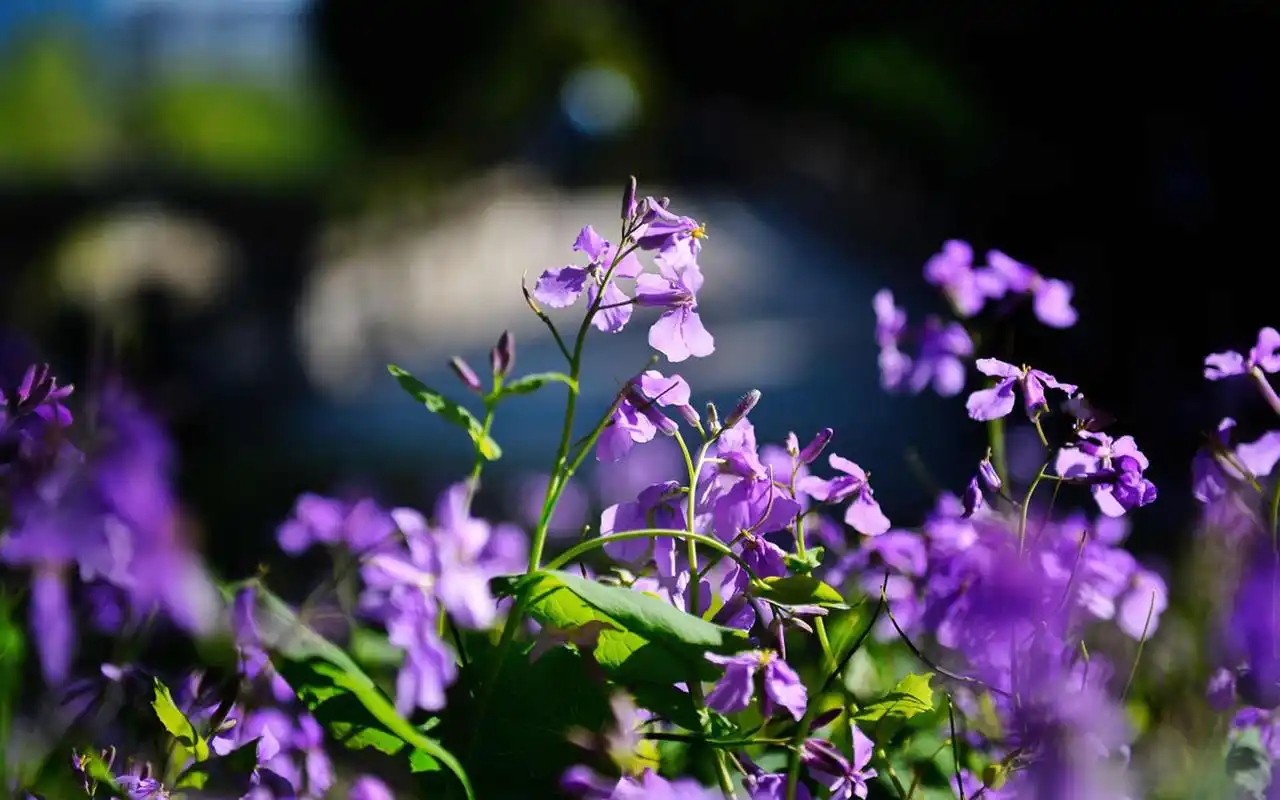 小清新紫色小花摄影图片高清壁纸