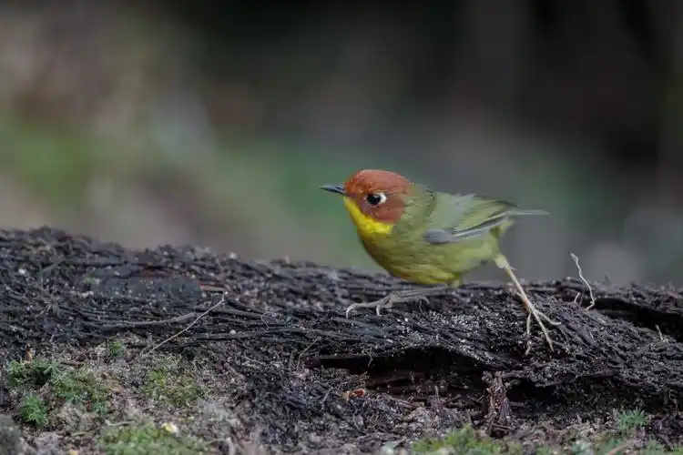 栗头地莺 chestnut-headed tesia