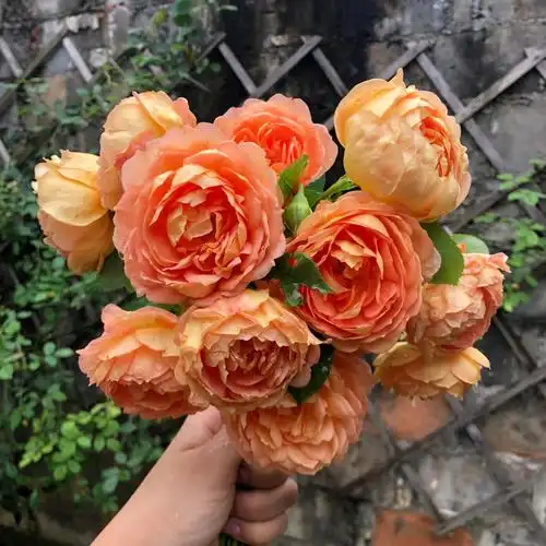 月季夏洛特夫人