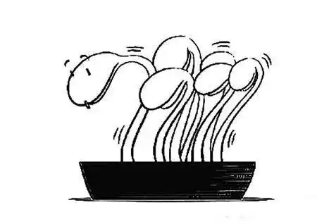 豆芽简笔画 豆芽简笔画图片