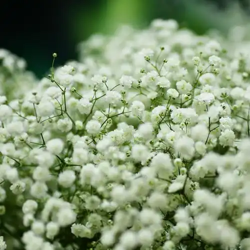 一折盆栽满天星四季开花_满天星重瓣切花型 盆栽 宿根耐寒 丝石竹