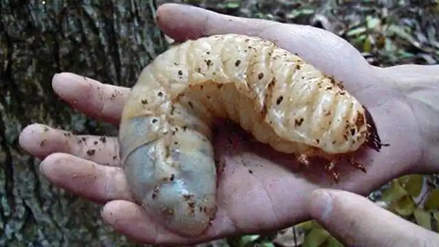 巨型肉虫被男子发现?5大最怪异的昆虫!