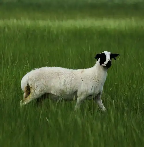 【肥肥的锡盟黑头羊摄影图片】锡林浩特纪实摄影_峰峰